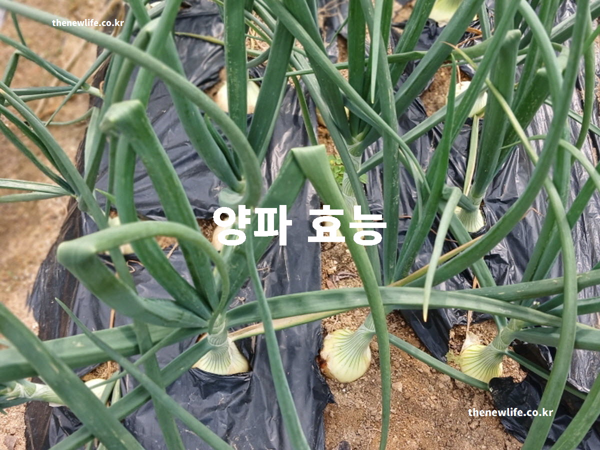 양파 효능 대표 실사진