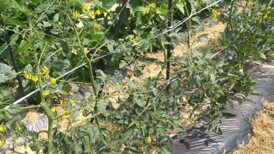 토마토-착과-토마토꽃-따주기