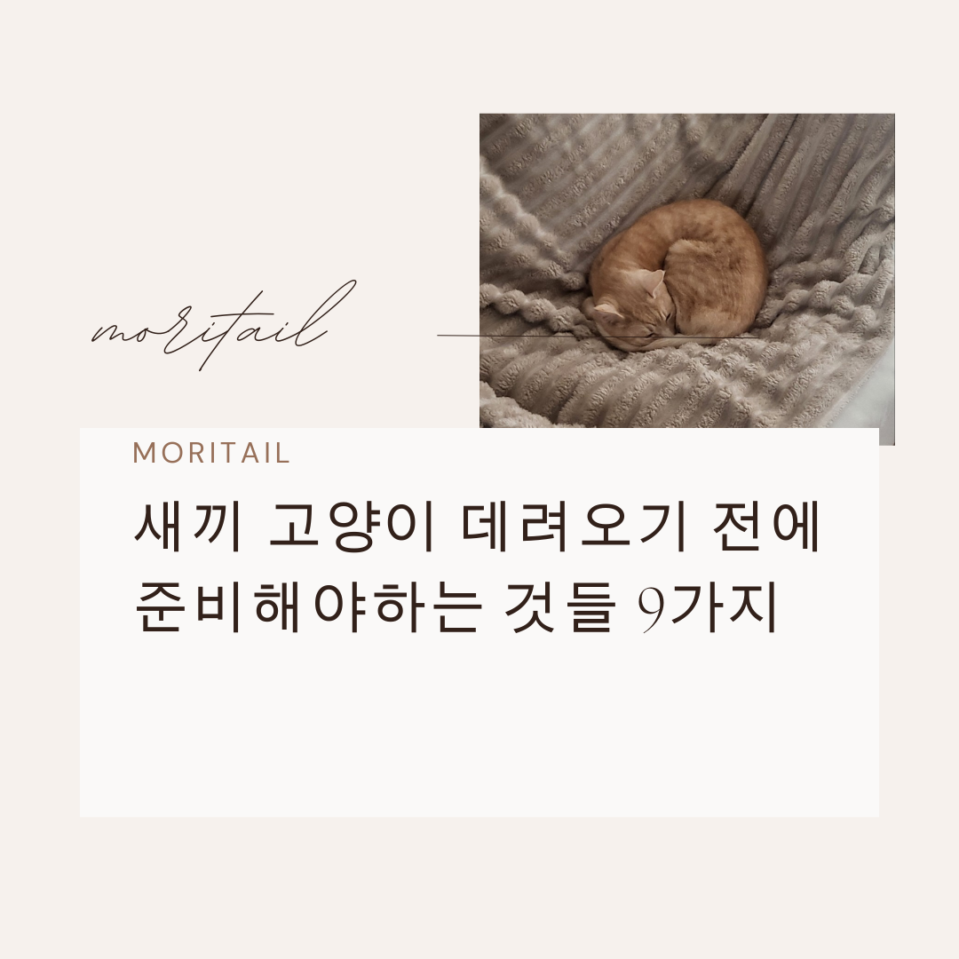 새끼 고양이 데려오기 전에 준비해야하는 것들 9가지