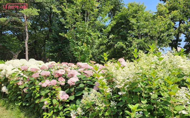 초안산수국동산