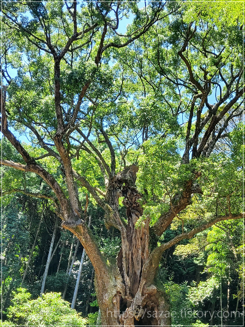 타케오신사 3000년 된 녹나무