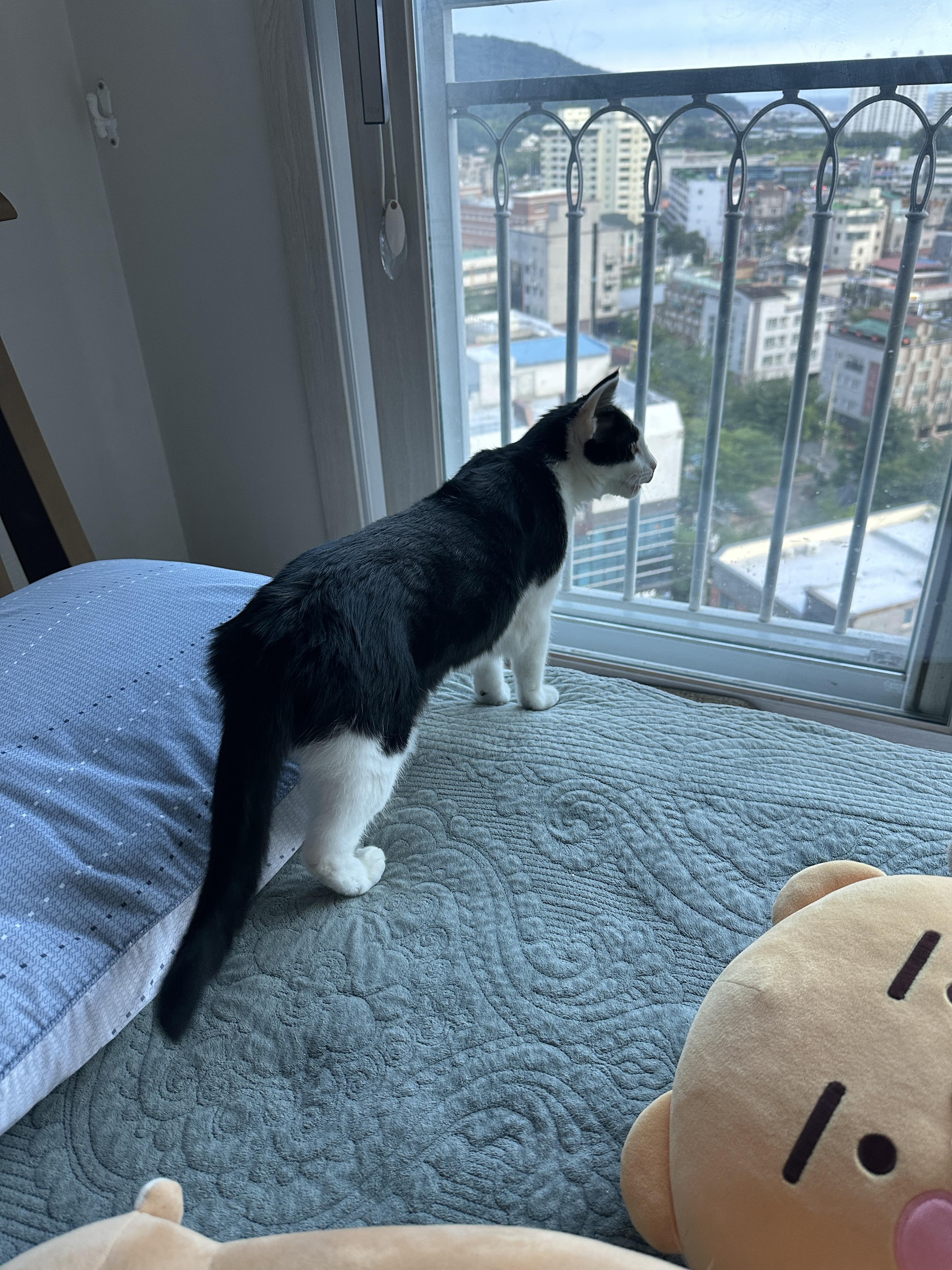 캣닢_쿠션을_날려버린_젖소냥이_두리