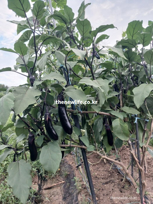 클로로겐산이 풍부하여 콜레스테롤 배출을 돕는 가지 효능 실물 사진