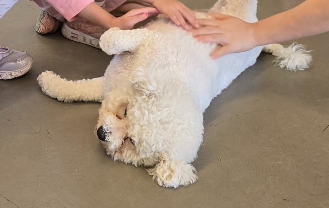 바닥에 누운 강아지 사진