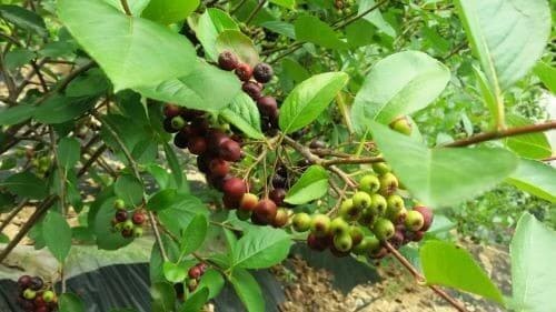 아로니아-품종-종류