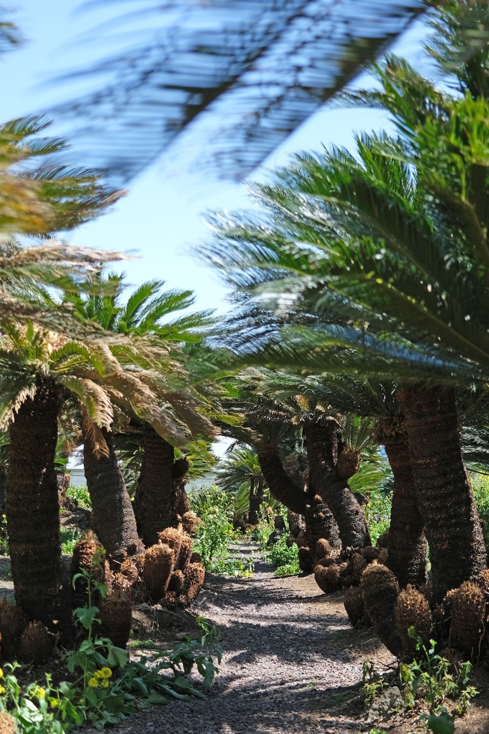 상가리야자숲-사진