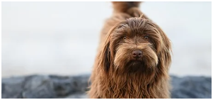 동물등록번호 확인