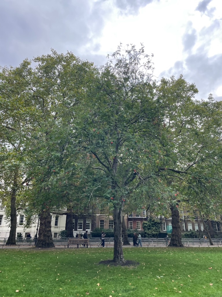 영국 런던의 세인트 제임스 파크&amp;#44; 사진 &copy; 가을연못 autumnpond24.com