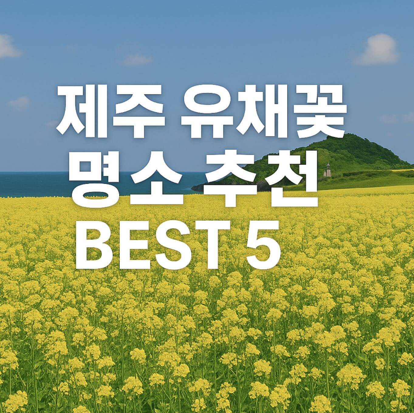 제주 유채꽃명소 추천