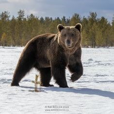 검은-갈색의-북극곰이-하얀-눈위를-사뿐히-걸어가는-늠름한-모습