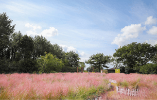 제주도 휴애리 자연생활공원 핑크뮬리 축제 9월 가을여행지 가볼만한 곳 감귤체험