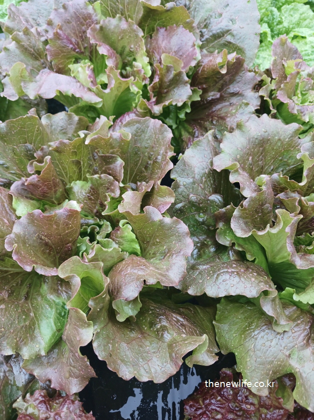 Group of purple lettuce heads with large wavy leaves- 물결처럼 퍼진 커다란 보랏빛 상추잎들이 모여 자란 모습