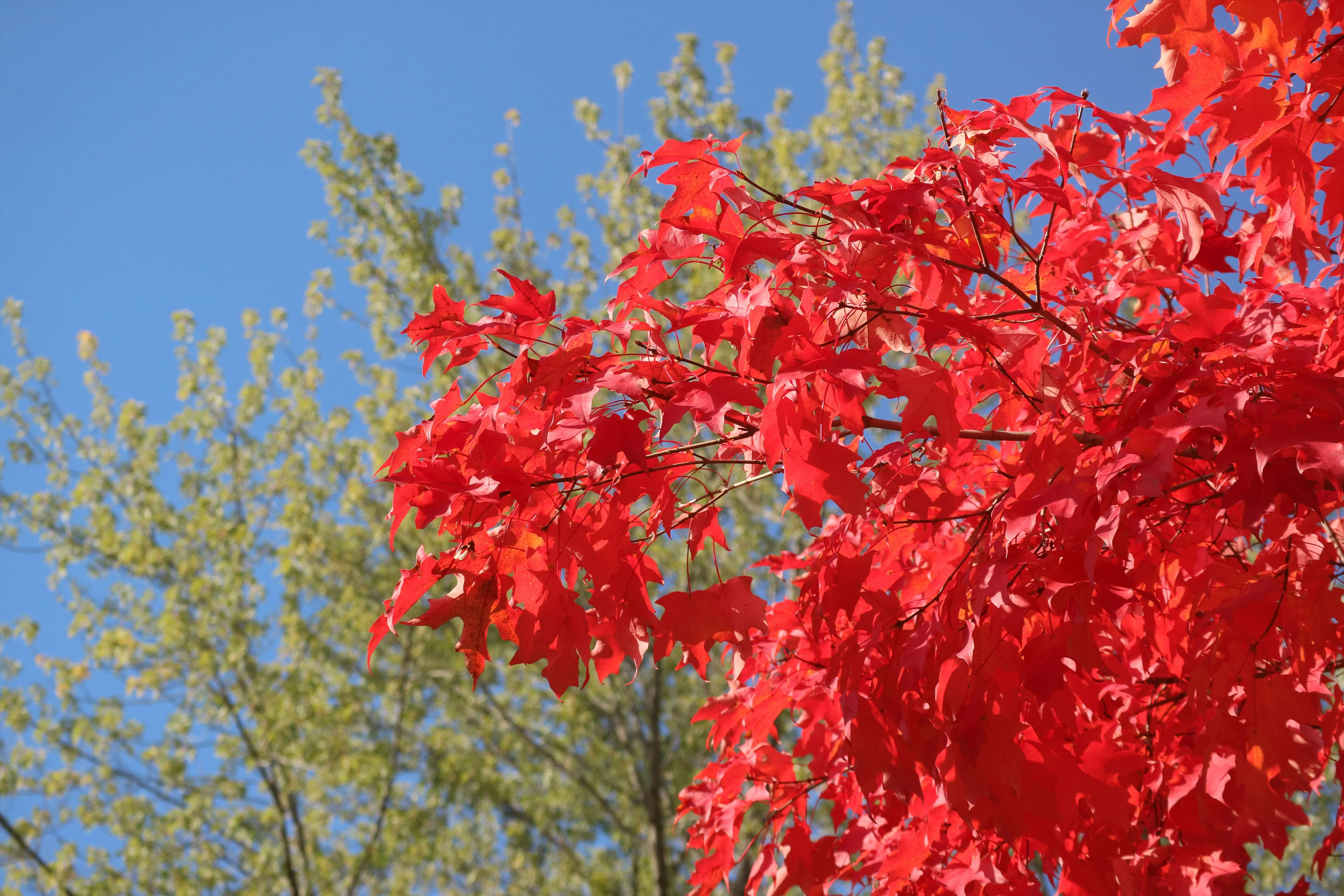 화담숲 단풍 예약