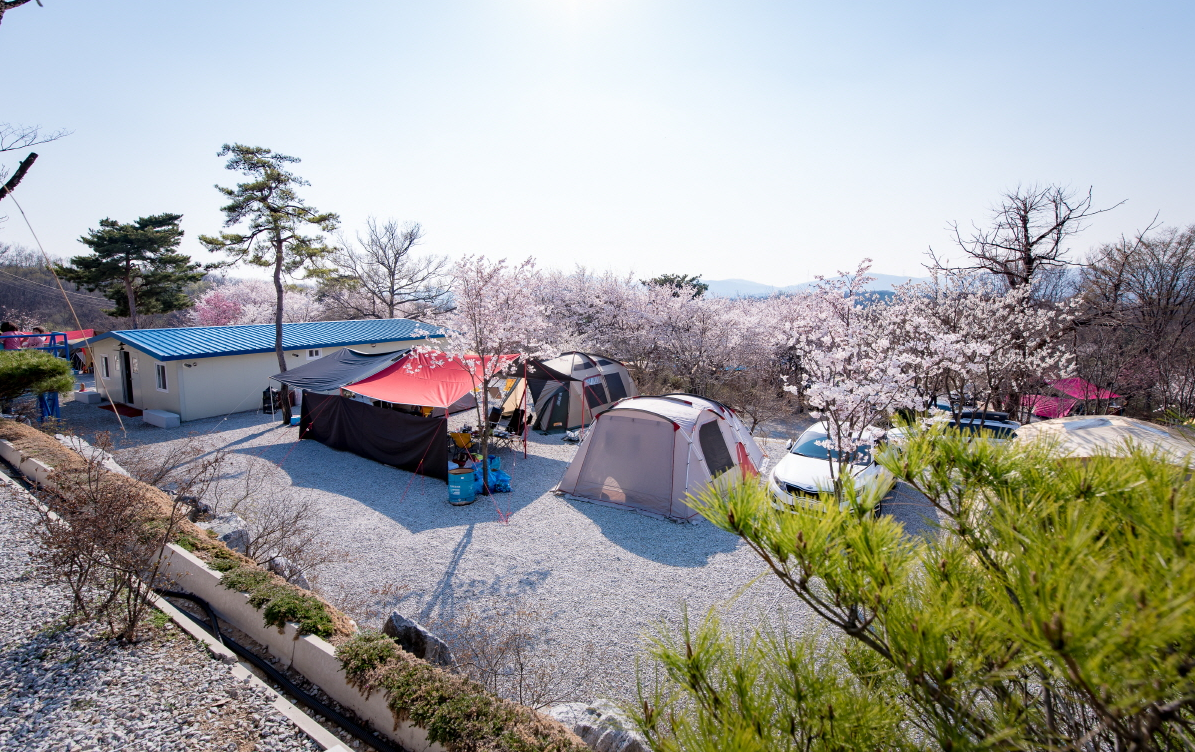 벚꽃 캠핑장