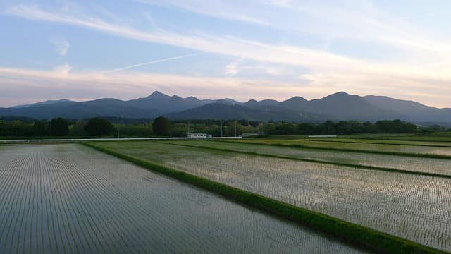 논 외래종 관리 정책과 농업 생태계 보전 방안