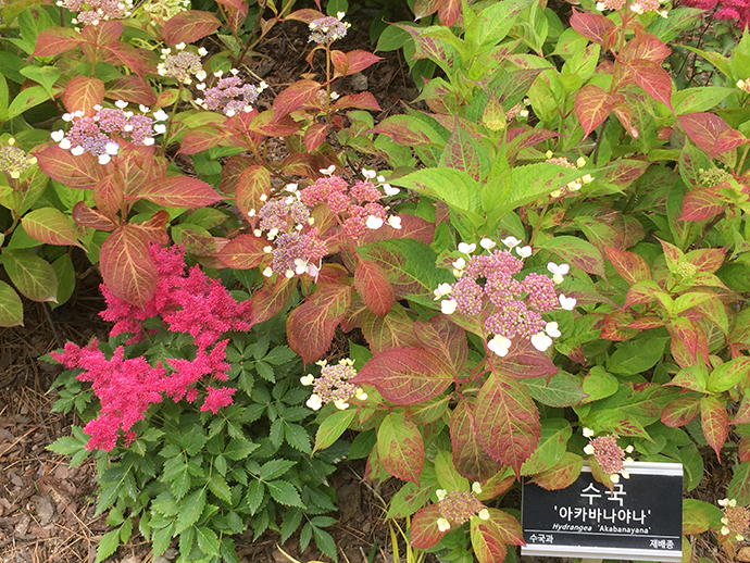 이국적인-모습의-수국