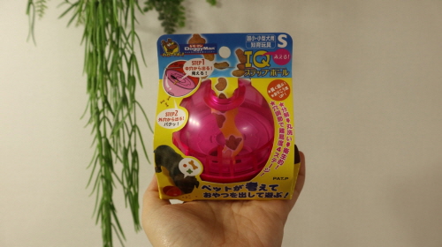 고양이노즈워크