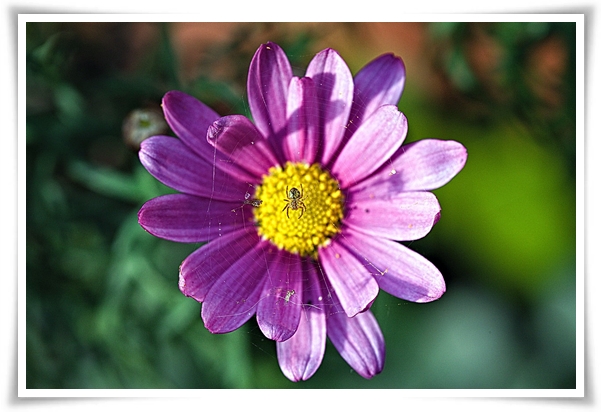 "마가렛" 상큼함으로 일상을 물들이는 꽃, 키우기부터 활용까지 완벽 가이드!