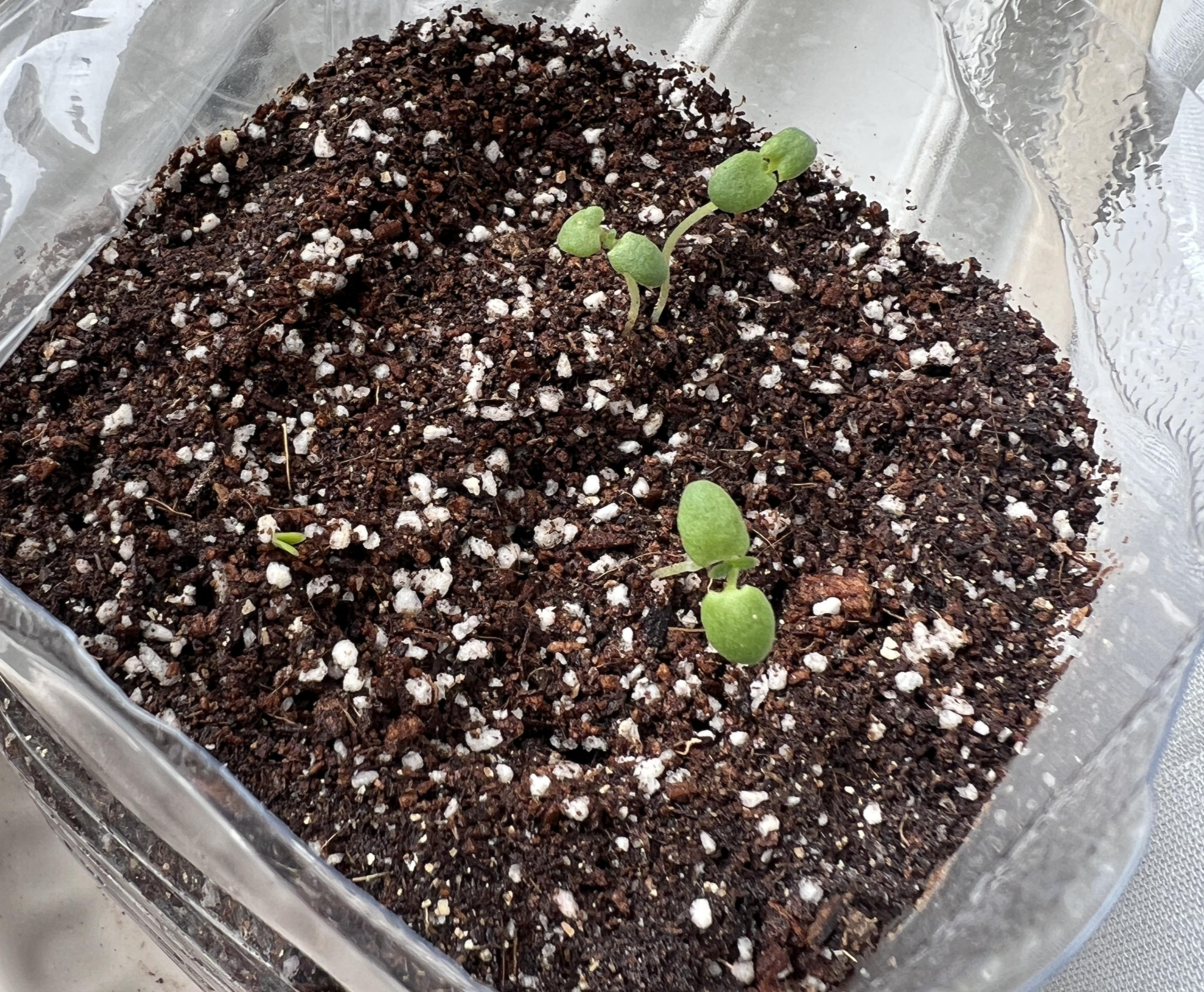 로즈마리씨앗-발아