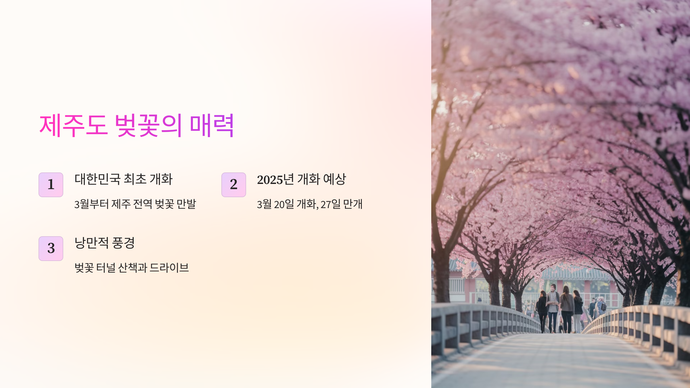 제주도 벚꽃의 매력