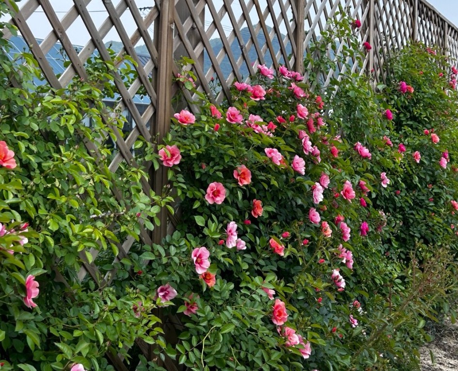 오늘N 장미정원 썸네일