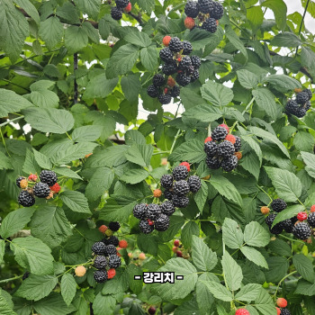 복분자 재배방법