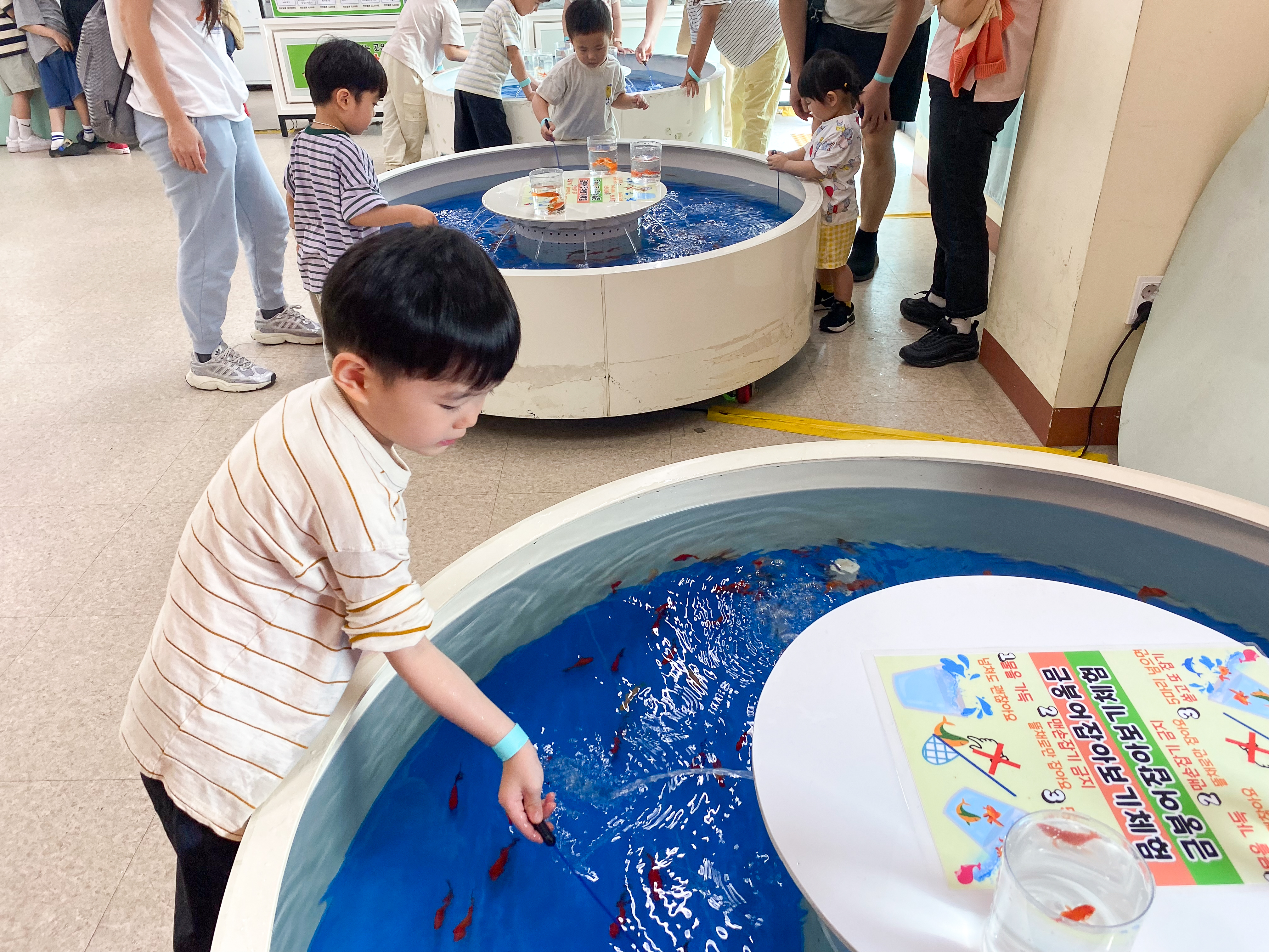 금붕어 잡아보기 체험