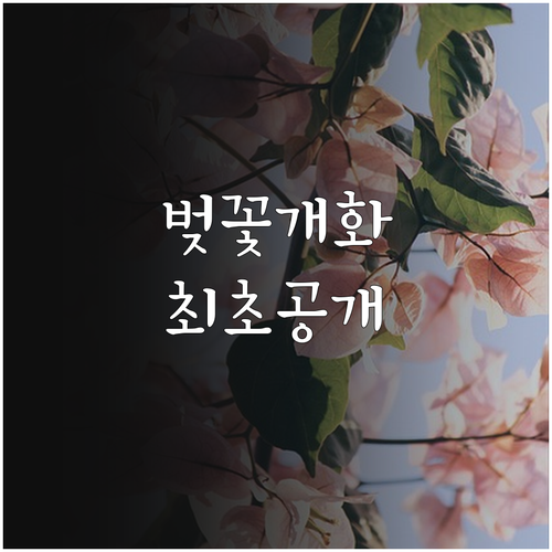 석촌호수 벚꽃 개화 시기 예측과 롯데..