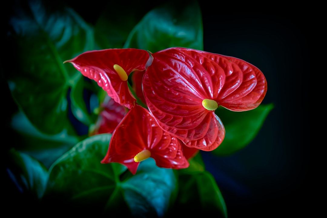 Anthurium