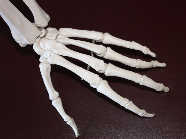 콘드로이친 복용