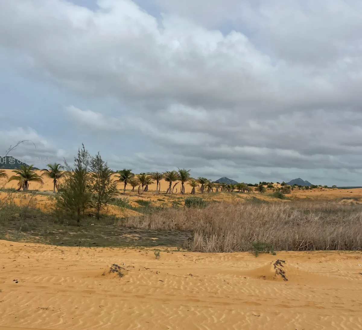 나트랑-판랑-사막투어-가족여행-눈치게임-대성공-핑크지프-모래썰매-만족후기(일정,경비정리)