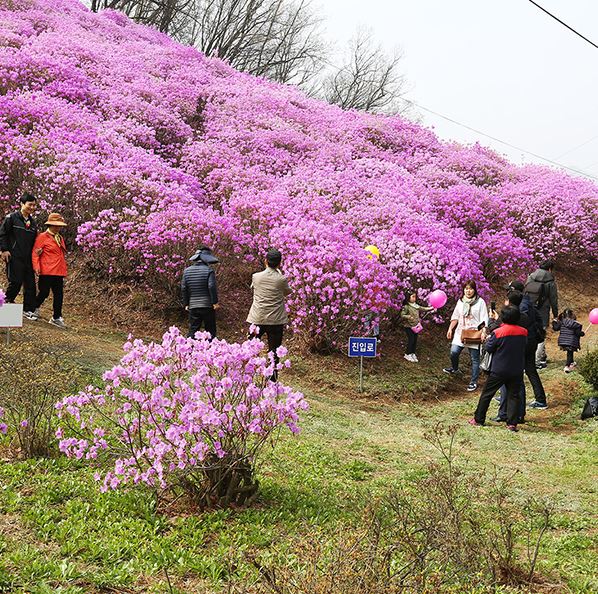 효성 진달래 동산 사진