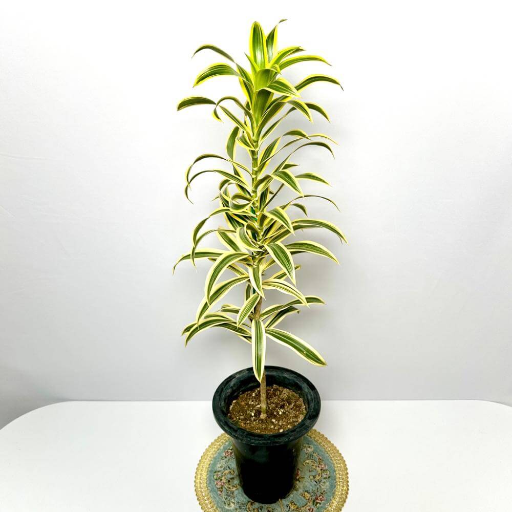 송오브 인디아 키우기