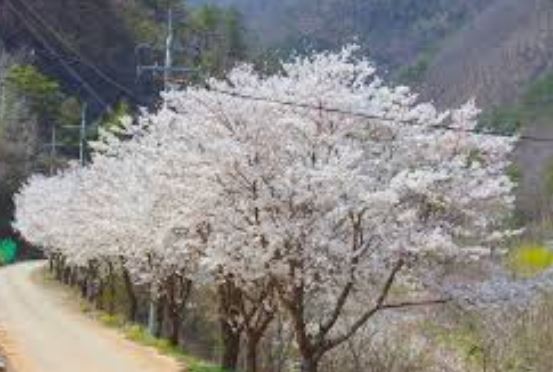 평창 벚꽃