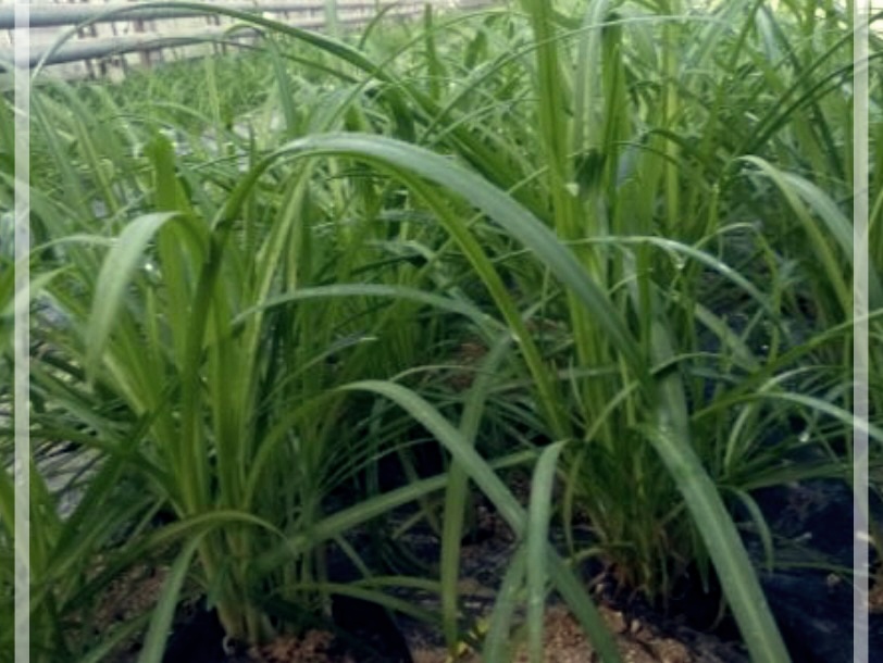 삼채의 효능, 재배법, 그리고 삼채환