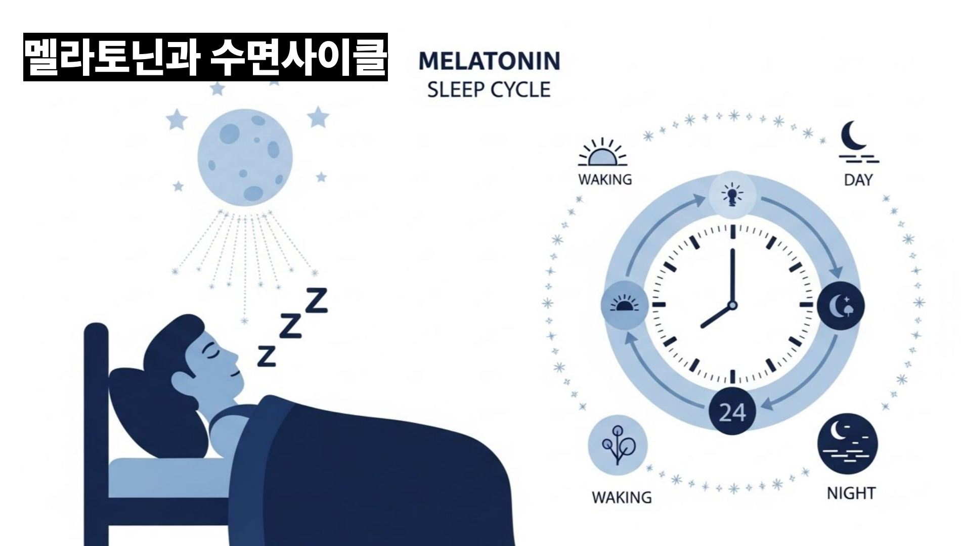 멜라토닌과 수면사이클
