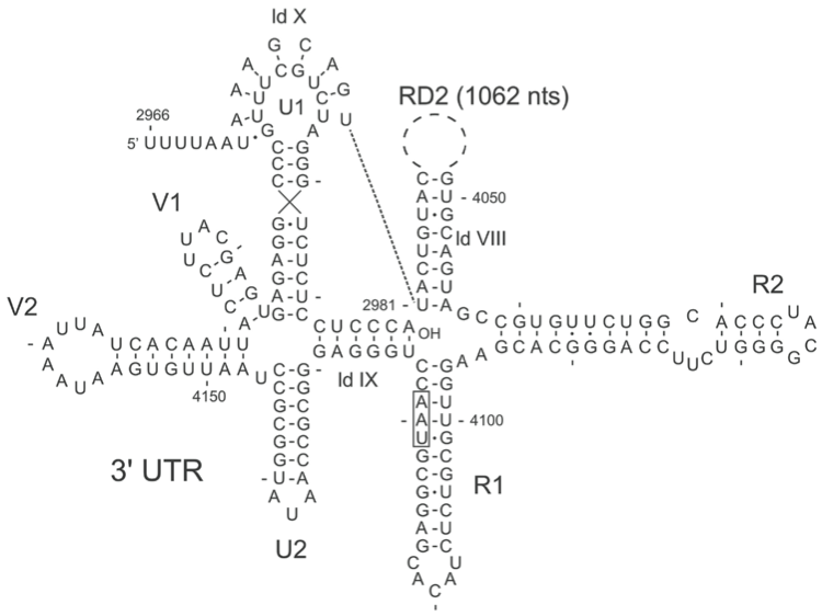 레비바이러스 유전자