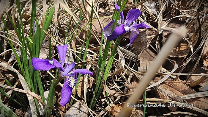 각시붓꽃 Iris rossii