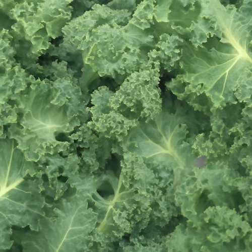 커리케일_섭취_주의사항