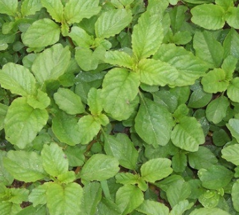 비름나물의 효능 부작용 고르는법 먹는법