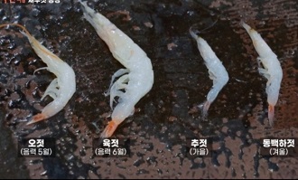 새우젓종류