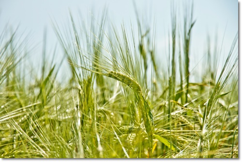 고창 청보리밭 축제 입장료 가는길 주차