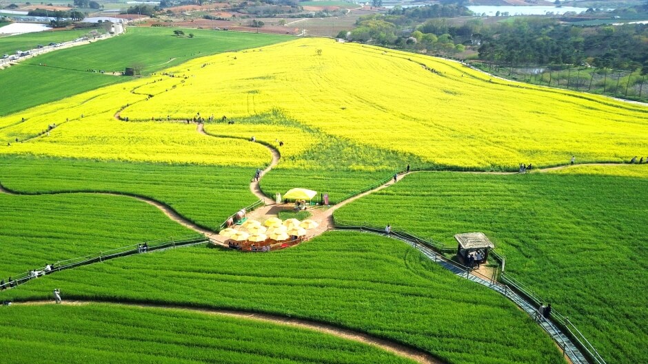 고창 청보리밭 축제