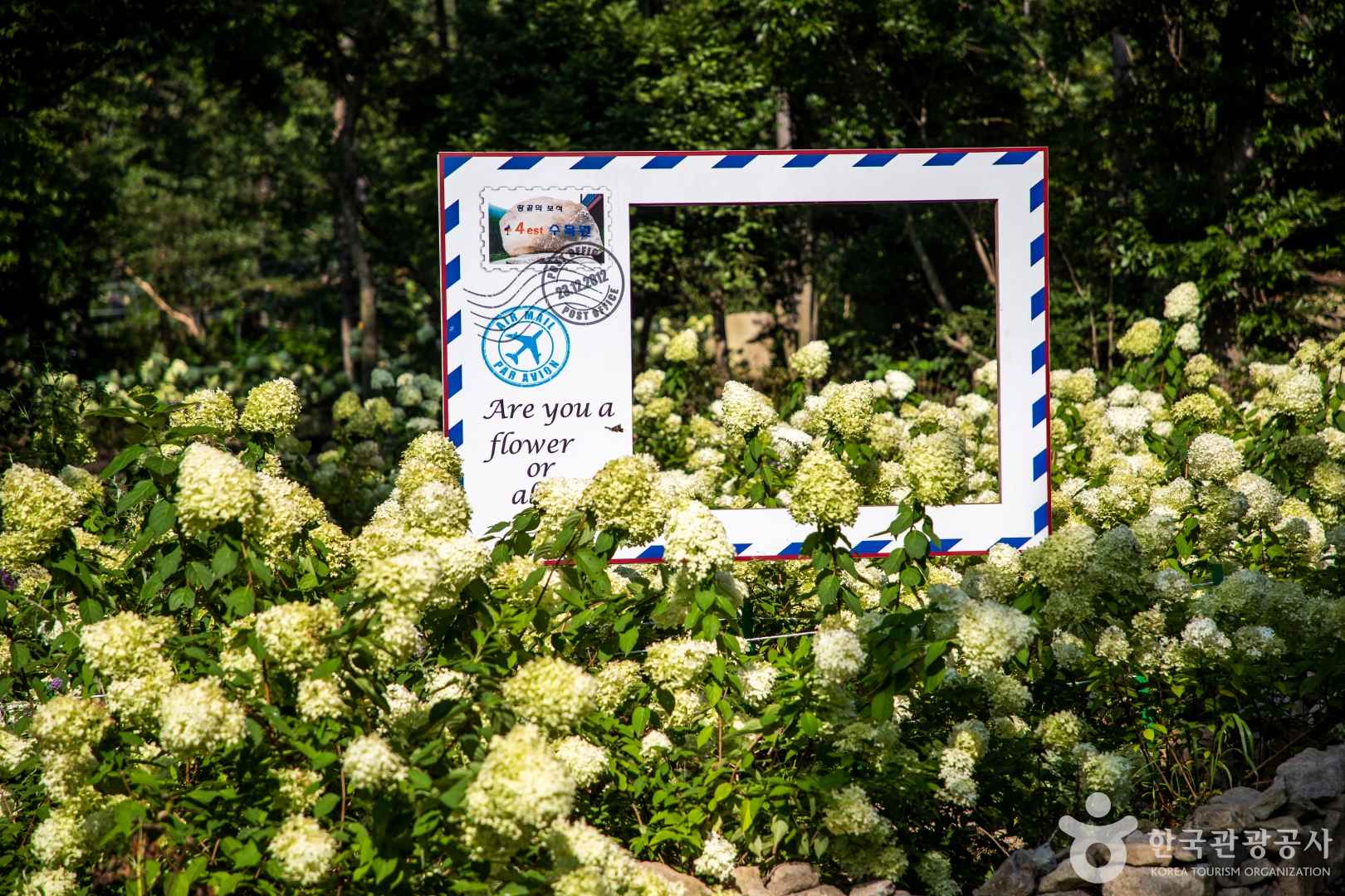 해남 4est 수목원 수국축제