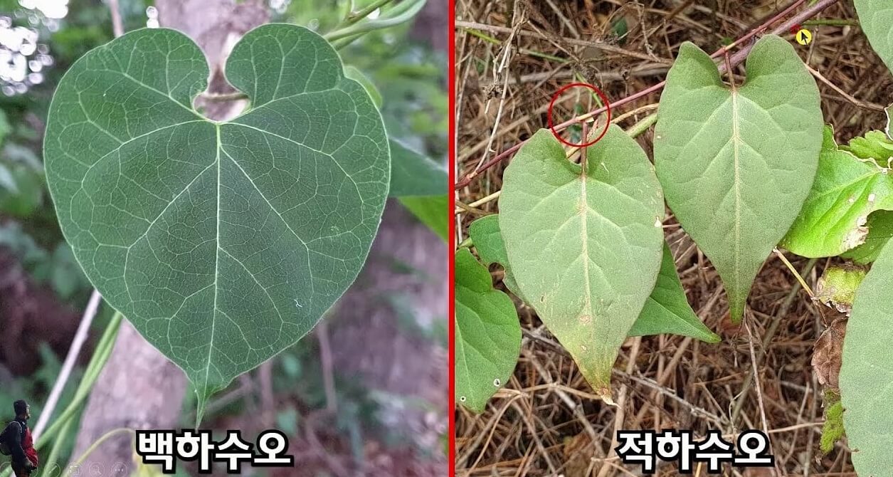 하수오 효능