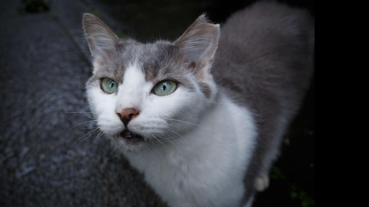 길고양이 귀가 잘린 이유는 무엇일까? TNR 귀 컷팅의 의미와 필요성