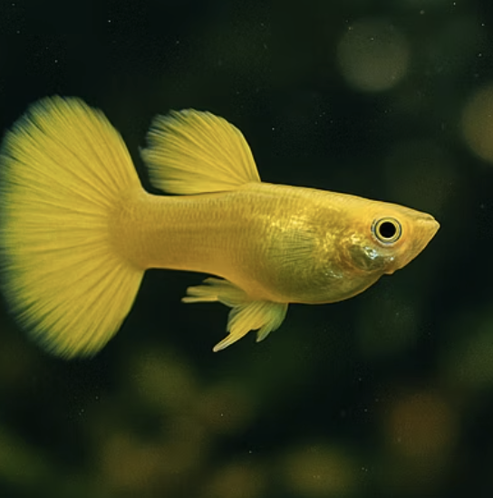 고정구피 발색, 어떻게 해야 더 예뻐질까? (발색의 비밀)