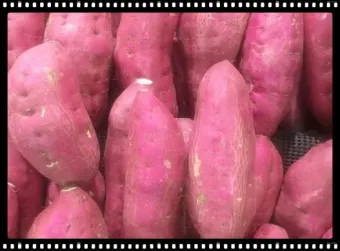 고구마 삶는법 맛있게 황금레시피 효능 칼로리_21