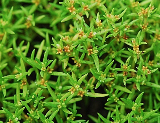 돌나물의 주요 효능