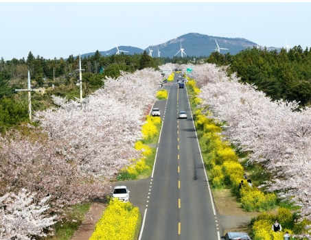 표선면 녹산로 유채꽃도로